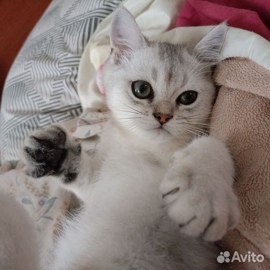Шотландский котенок