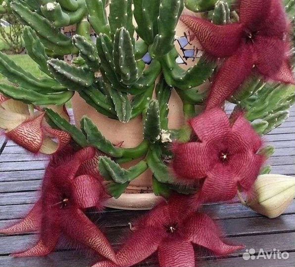 Стапелия грандифлора с бутоном