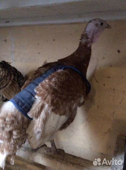 Попоны для кур, индеек