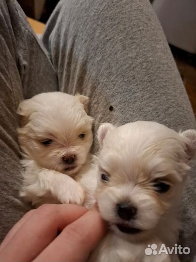 Щенки мальтипу