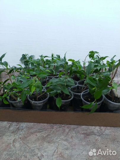 Фикус бенджамина