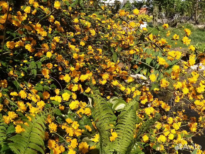 Керрия японская