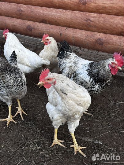 Куры петухи