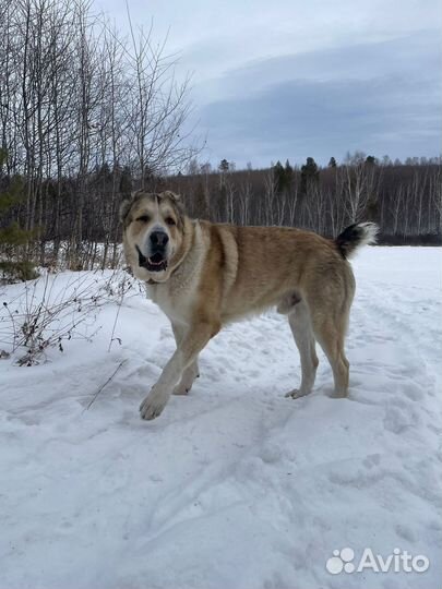 Случка собак