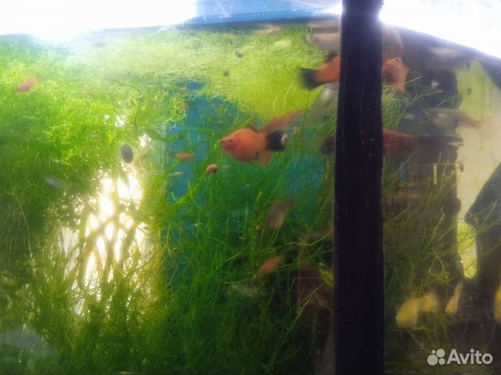 Рыбки гуппи и пицилии