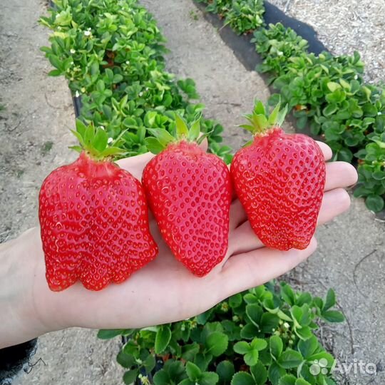 Рассада клубники