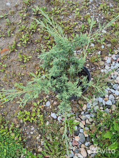 Можжевельник Sabina Glauka