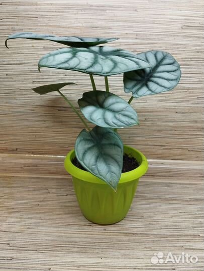 Алоказии взрослые