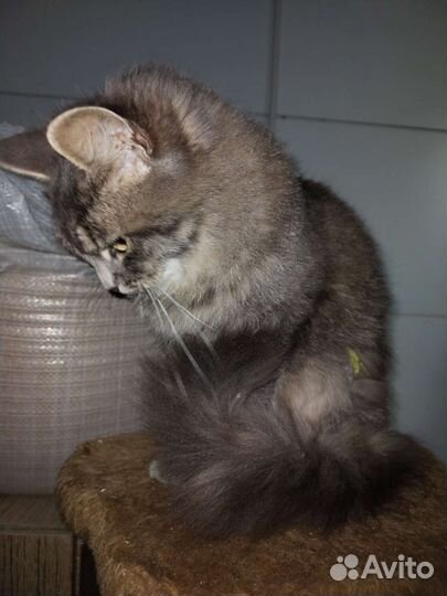 Кошка бесплатно