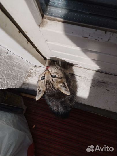 Котенок девочка в добрые руки