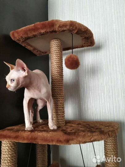 Домик - Когтеточка Дарэлл