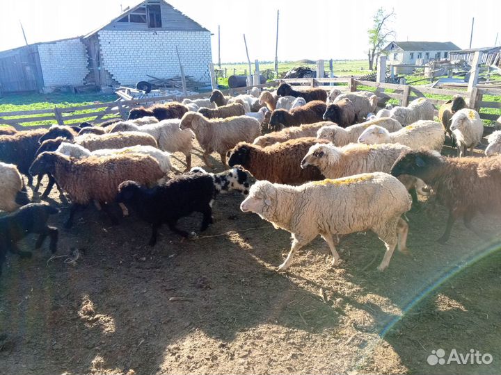 Овцематки с ягнятами