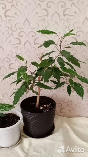 Гибискус китайская роза