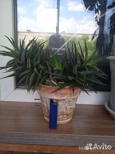 Суккуленты хавортия