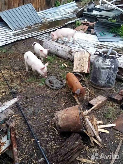 Поросята ландрас дюрок