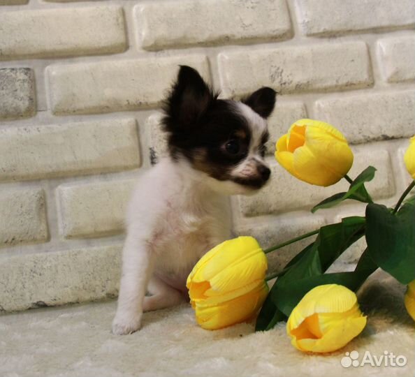 Чихуахуа мини девочка