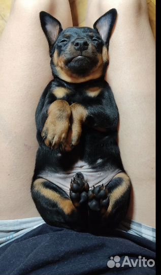 Щенки цвергпинчера