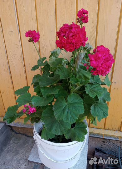 Куст герани