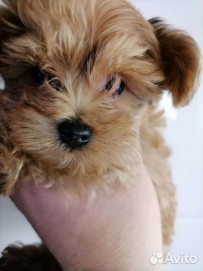 Мальтипу мальчики и девочки