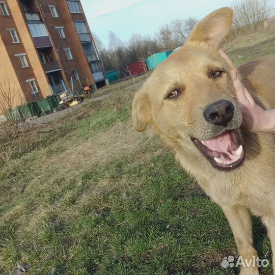 Отдам в добрые руки щенка