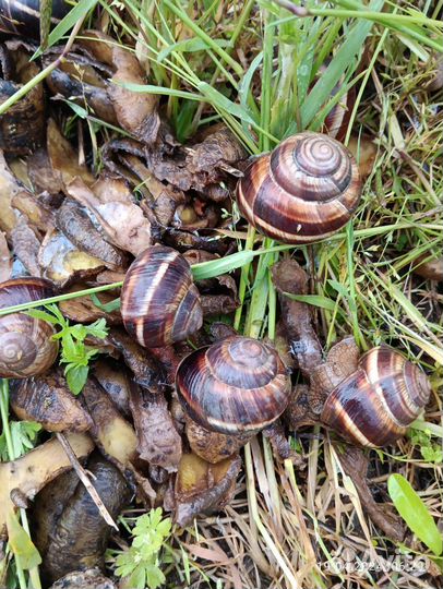 Улитки виноградные