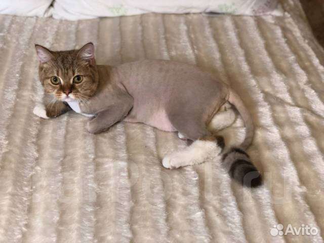 Стрижка кошек