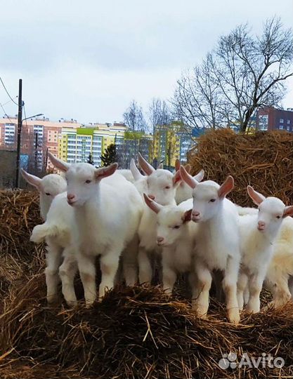 Козы козлы козлята Зааненские на племя