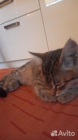 Кошка