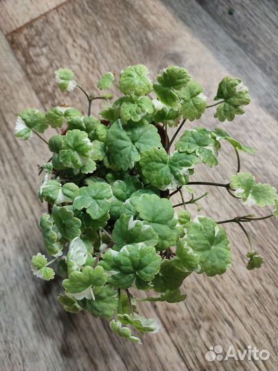 Бакопа вегетативная