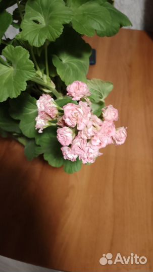 Герань пеларгония розебудная