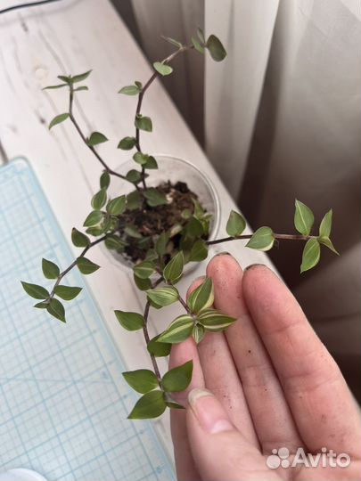 Комнатные цветы