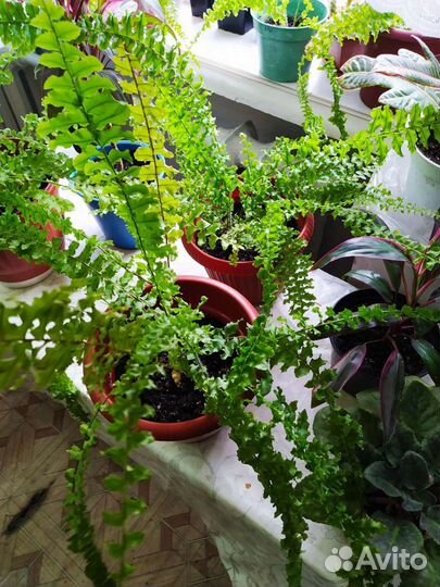 Папоротник