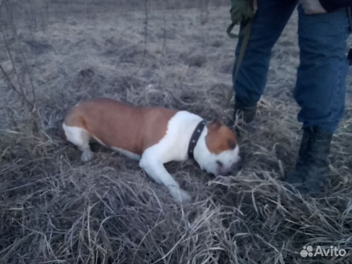 Собака в добрые руки отдам бесплатно