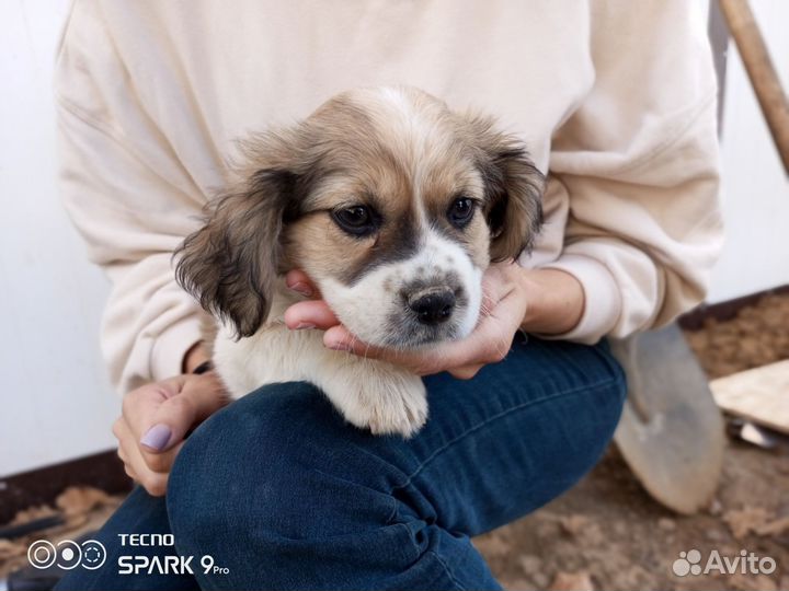 Щенок мальчик мелкий