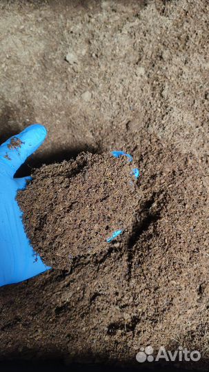 Кокосовый субстрат, мелкая фракция. Россыпь