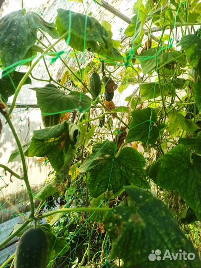 Огурцы бесплатно