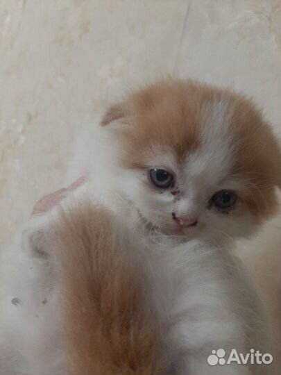 Шотландские вислоухие котята рыжие