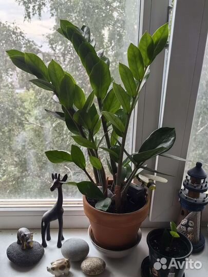 Замиокулькас