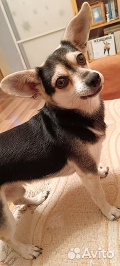 Ушастик в добрые руки