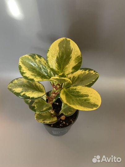 Пеперомия Golden Gate