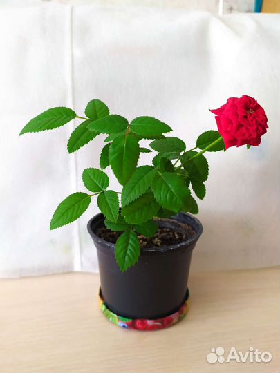 Роза кордана