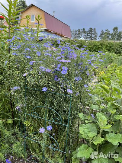 Лён голубой