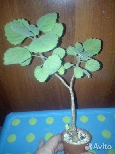 Комнатные растения, излишки коллекции. часть 2