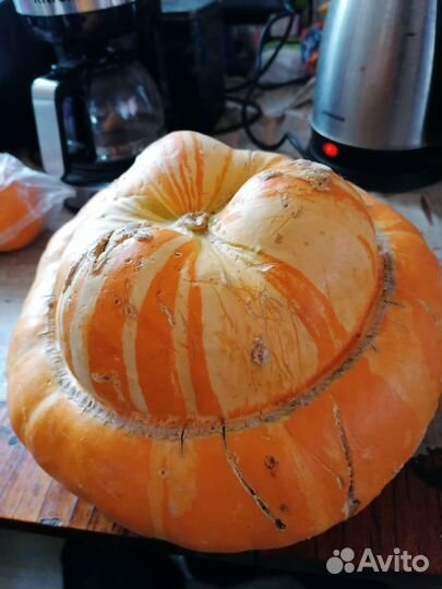 Семена Тыквы Турецкая чалма