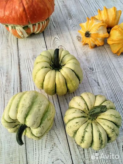 Тыквы декоративные
