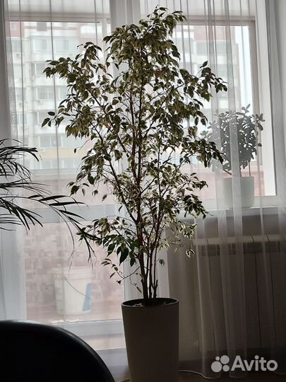 Фикус бенджамина