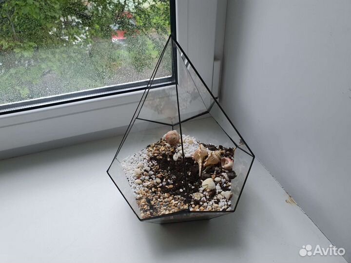 Флорариум с грунтом и ракушками