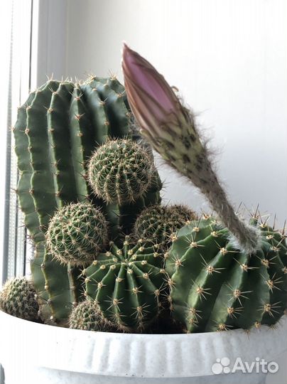 Эхинопсис кактус