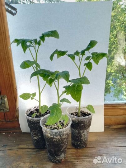 Комнатные помидоры