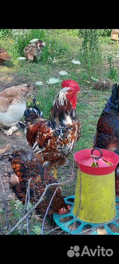 Петухи на племя